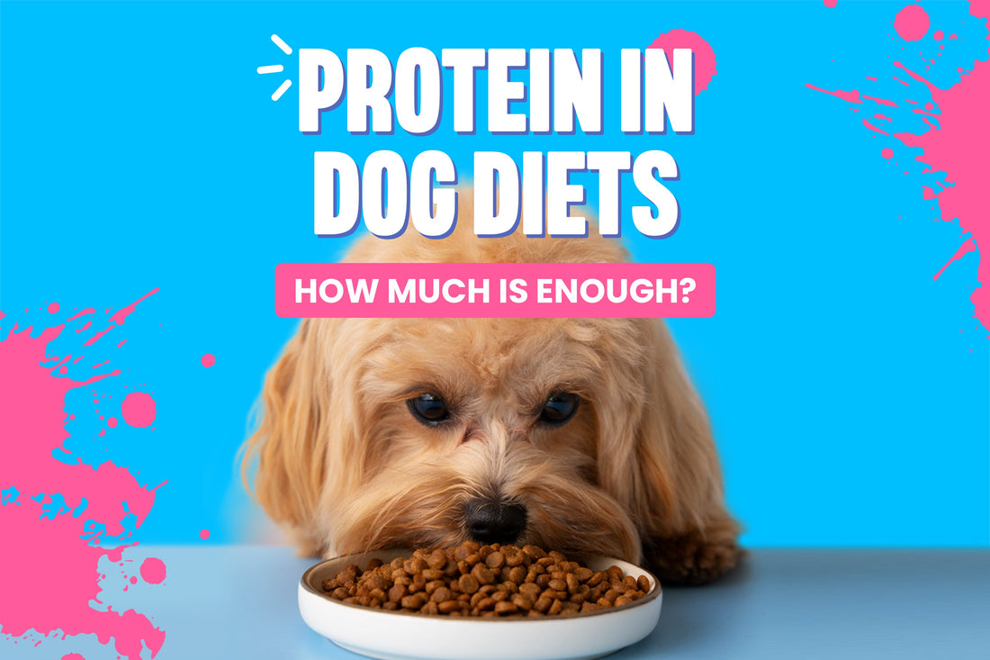 How much protein is enough for your dog's diet