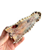 Crocodile Head Piece – Hypoallergenic & 100% Aussie