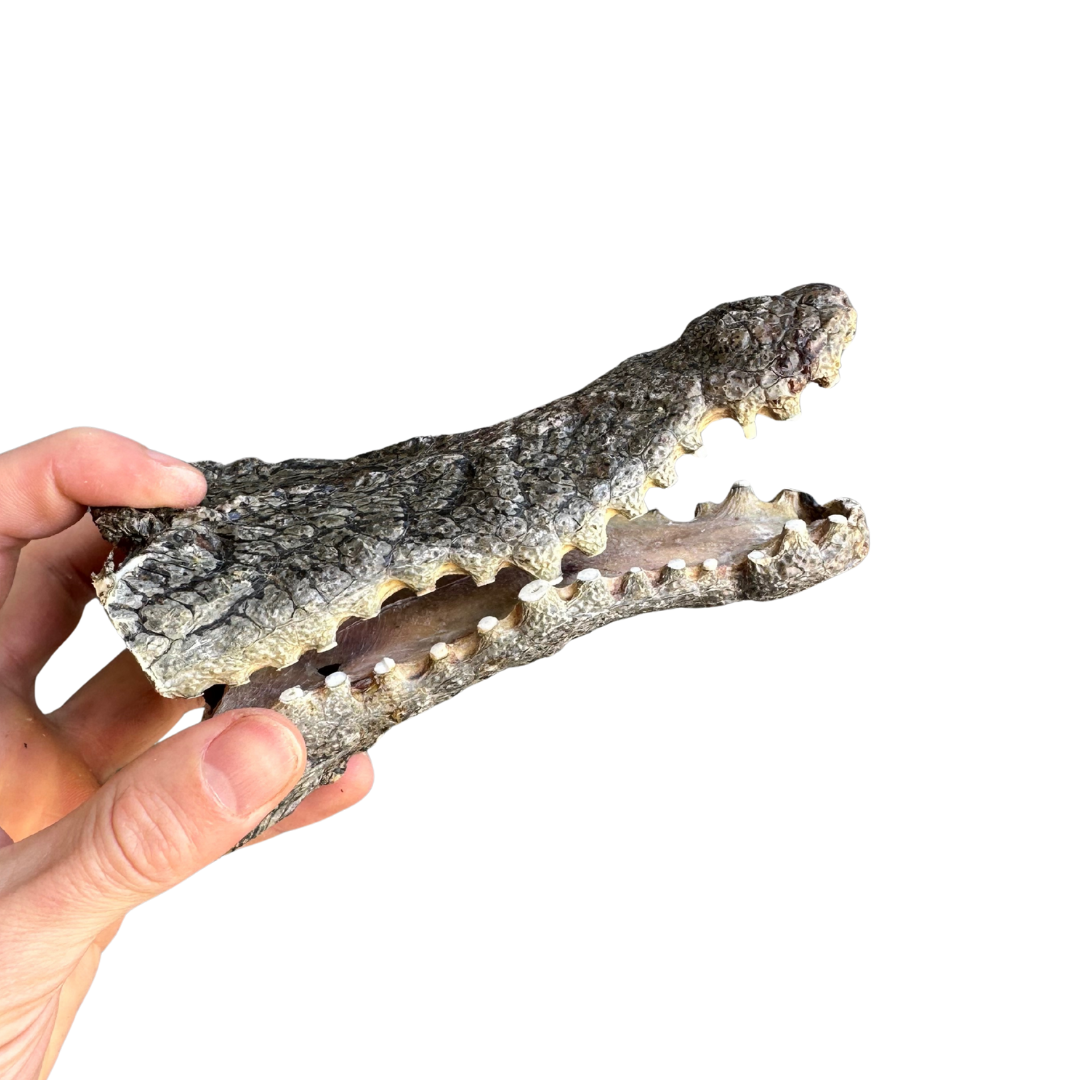 Crocodile Head Piece – Hypoallergenic & 100% Aussie