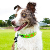 Aqua Dog-Dog Collar-Rover Pet Products