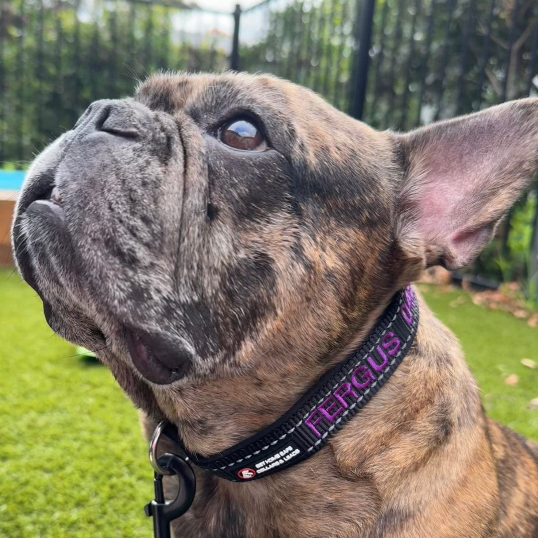 Aqua Dog-Dog Collar-Rover Pet Products