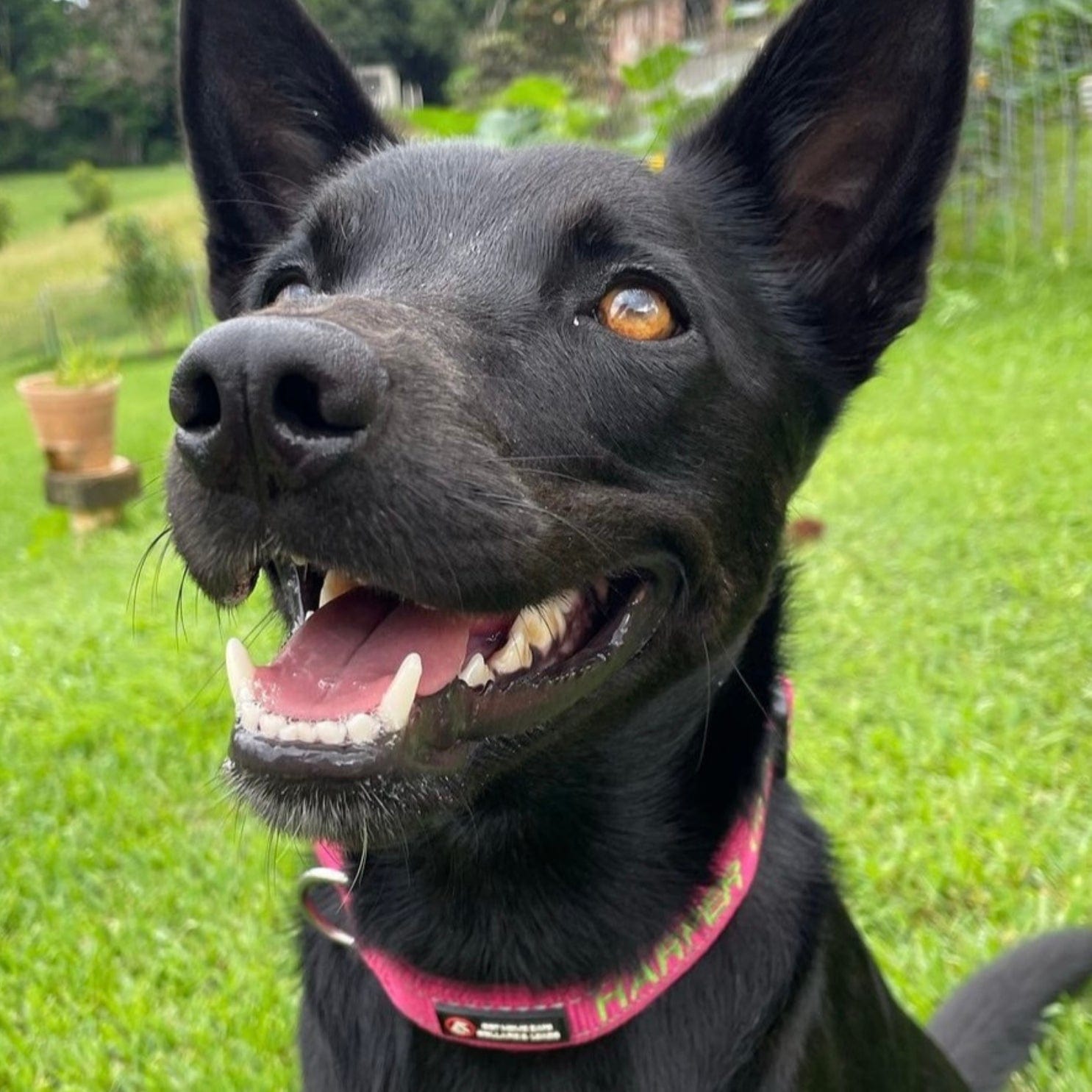 Aqua Dog-Dog Collar-Rover Pet Products