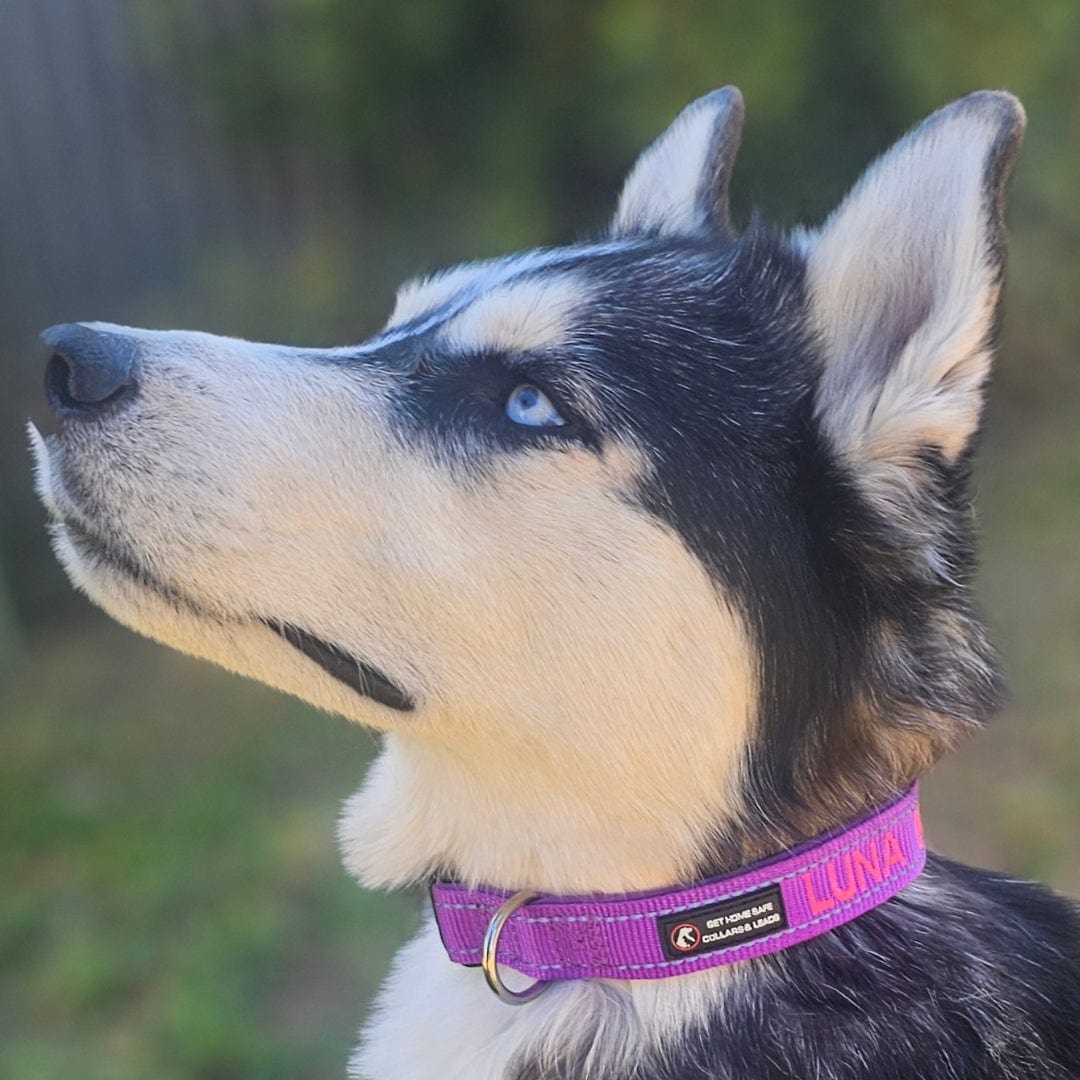 Aqua Dog-Dog Collar-Rover Pet Products