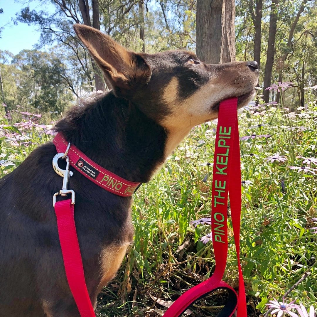 Aqua Dog-Dog Collar-Rover Pet Products