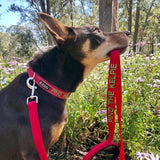 Aqua Dog-Dog Collar-Rover Pet Products