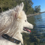 Aqua Dog-Dog Collar-Rover Pet Products