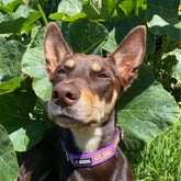 Aqua Dog-Dog Collar-Rover Pet Products