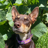 Aqua Dog-Dog Collar-Rover Pet Products