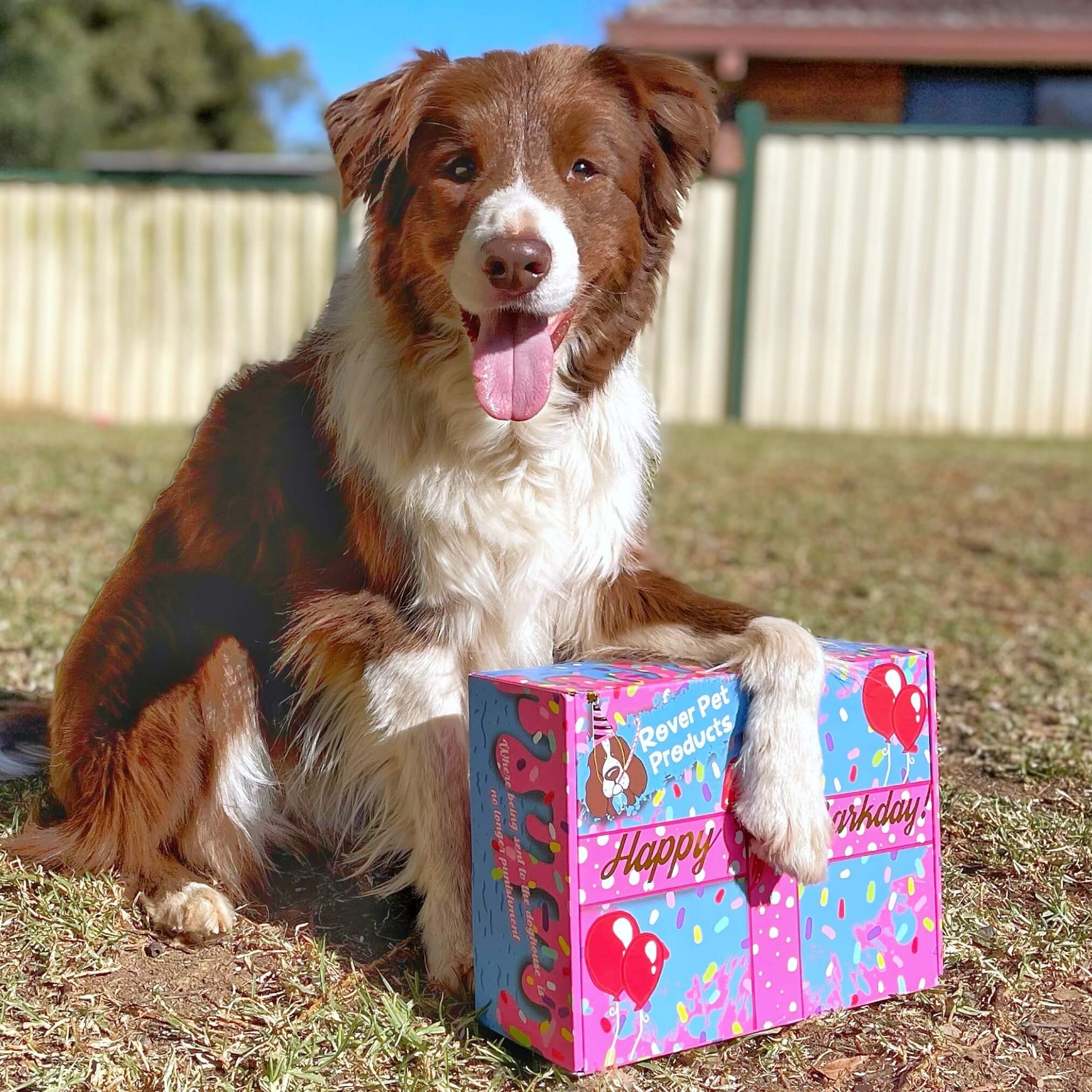Birthday Box!-Rover Pet Products