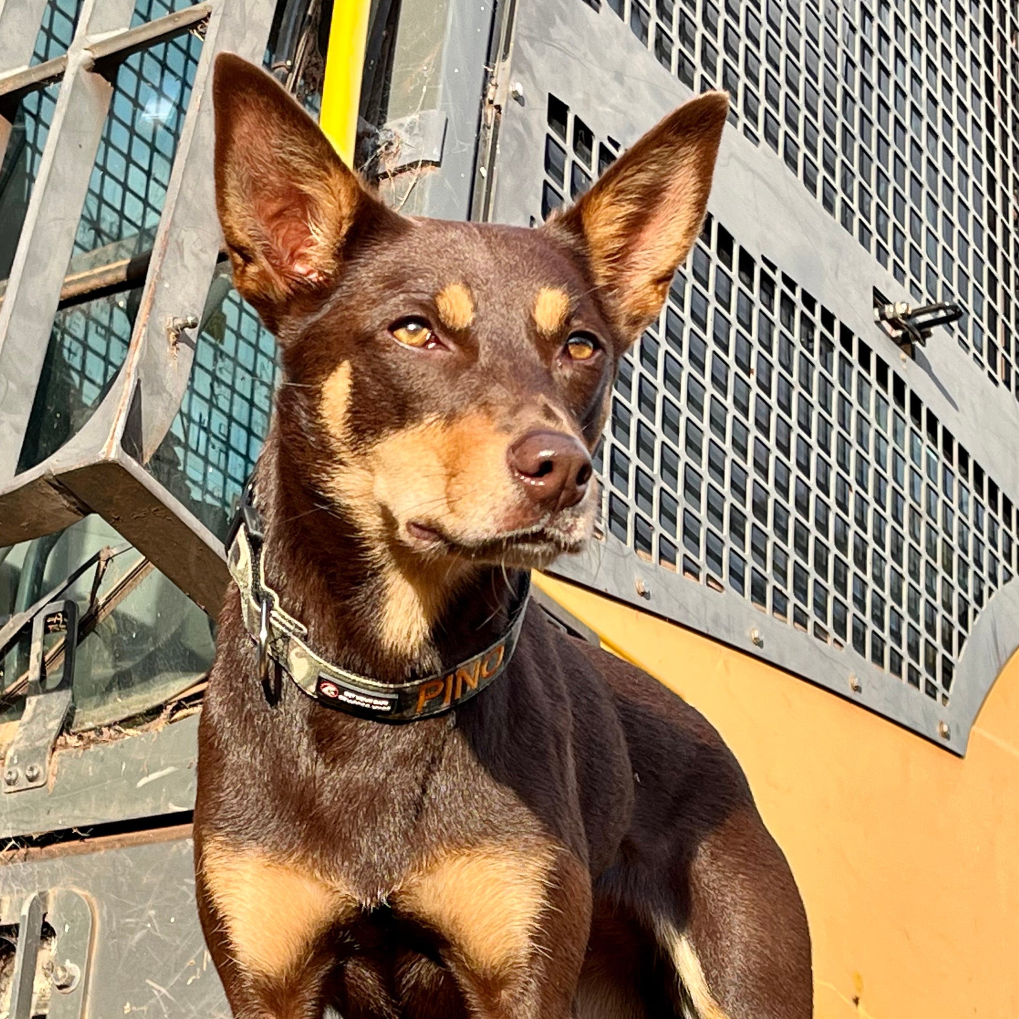 Camouflage-Dog Collar-Rover Pet Products