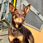 Camouflage-Dog Collar-Rover Pet Products