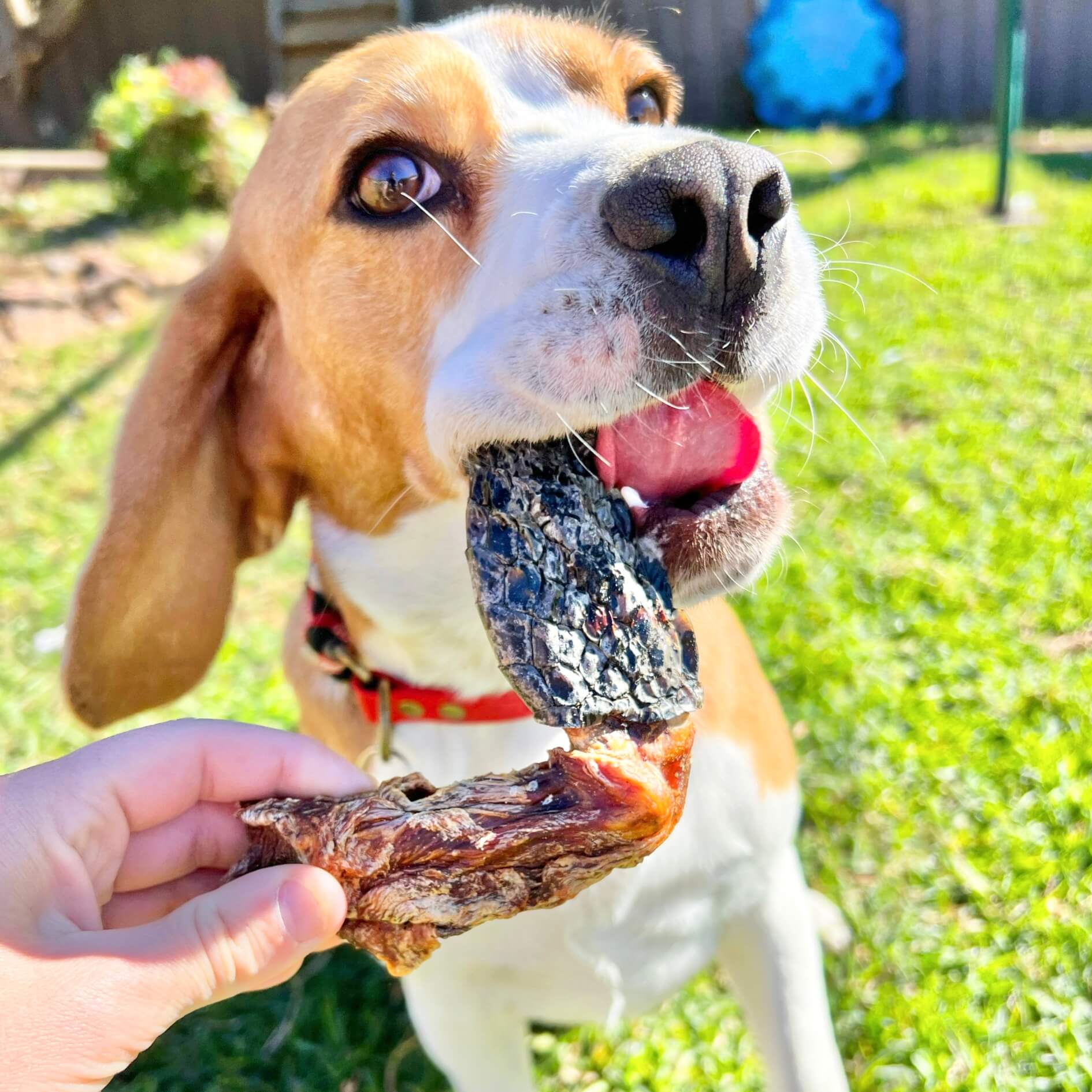 CROC'S LOOSE-Dog Treat-Rover Pet Products