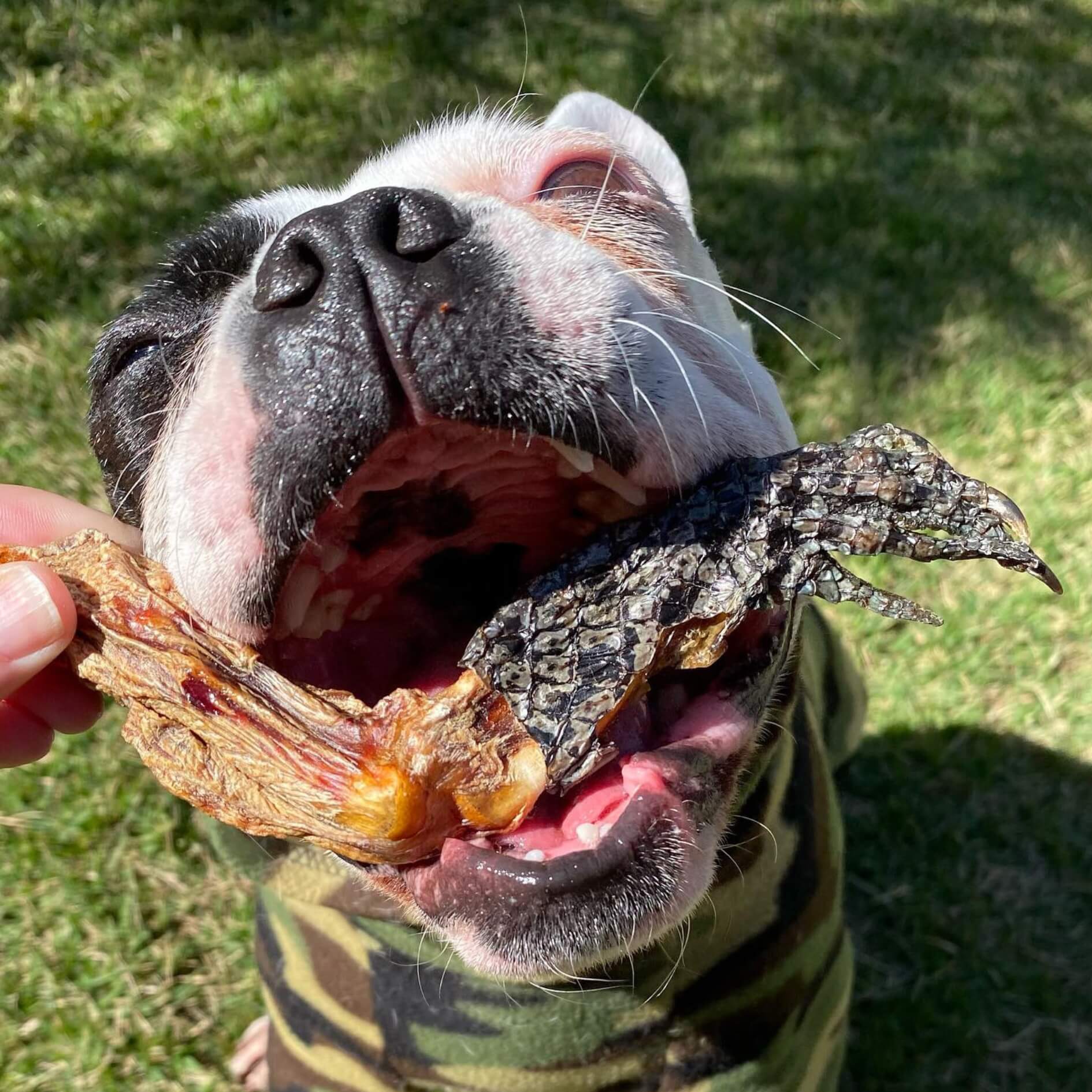 CROC'S LOOSE-Dog Treat-Rover Pet Products