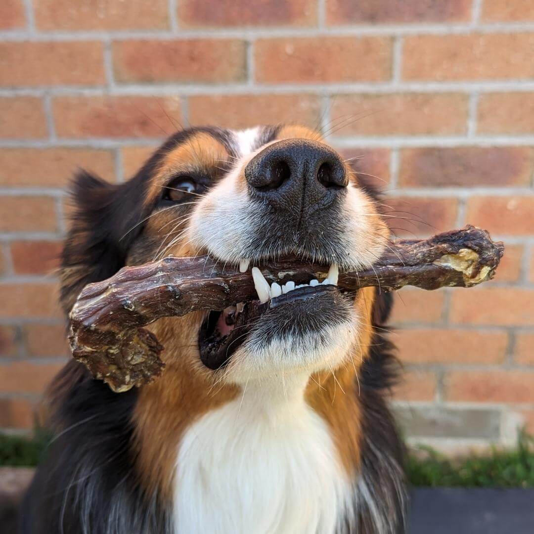 Ducking What? - Duck Necks-Dog Treat-Rover Pet Products