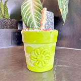 Flower Pot-Dog Toy-Rover Pet Products