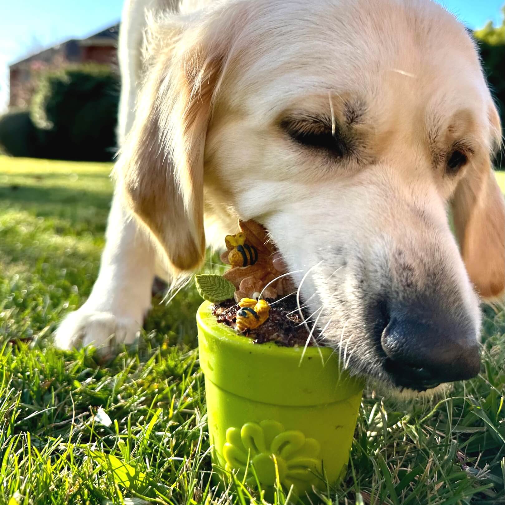 Flower Pot-Dog Toy-Rover Pet Products