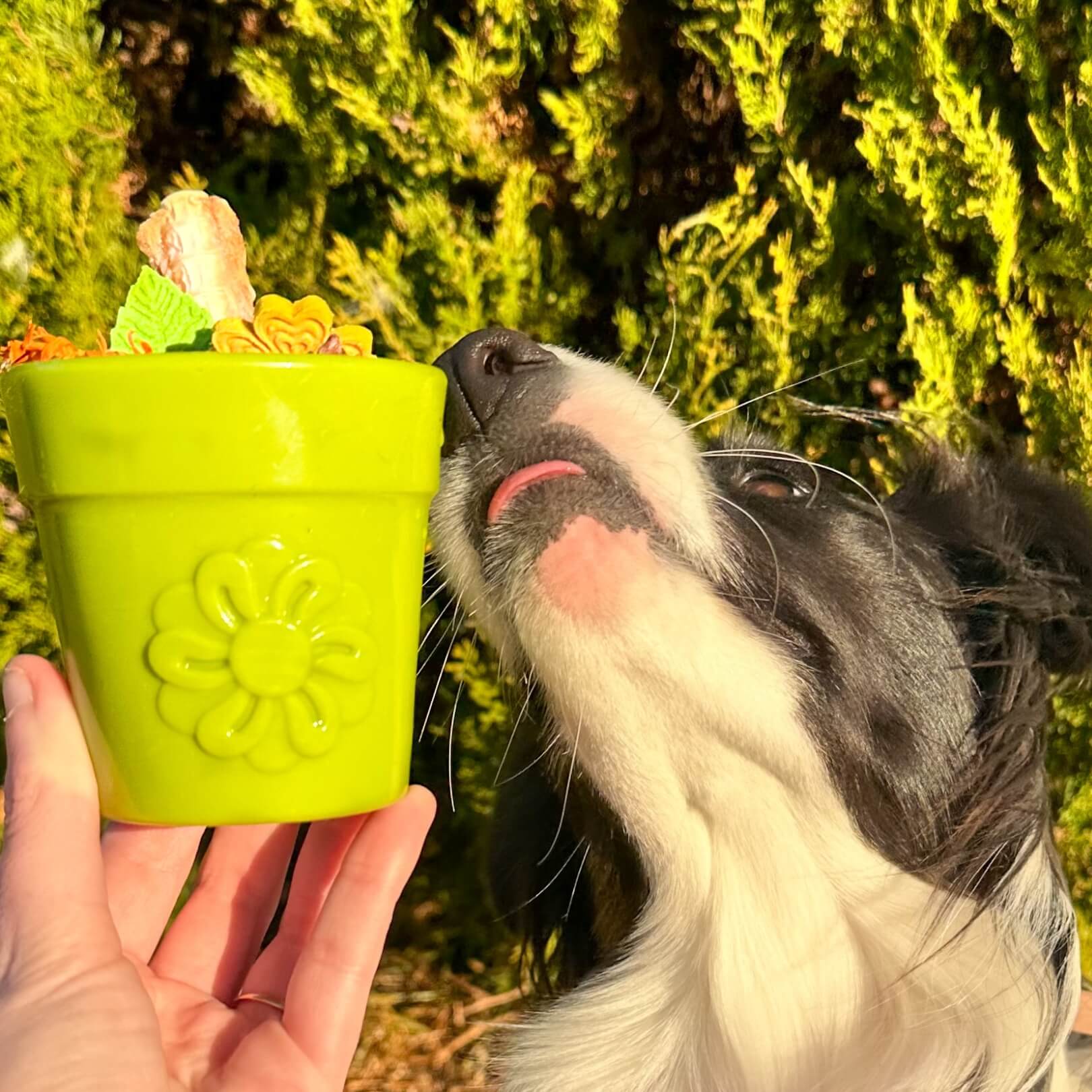 Flower Pot-Dog Toy-Rover Pet Products