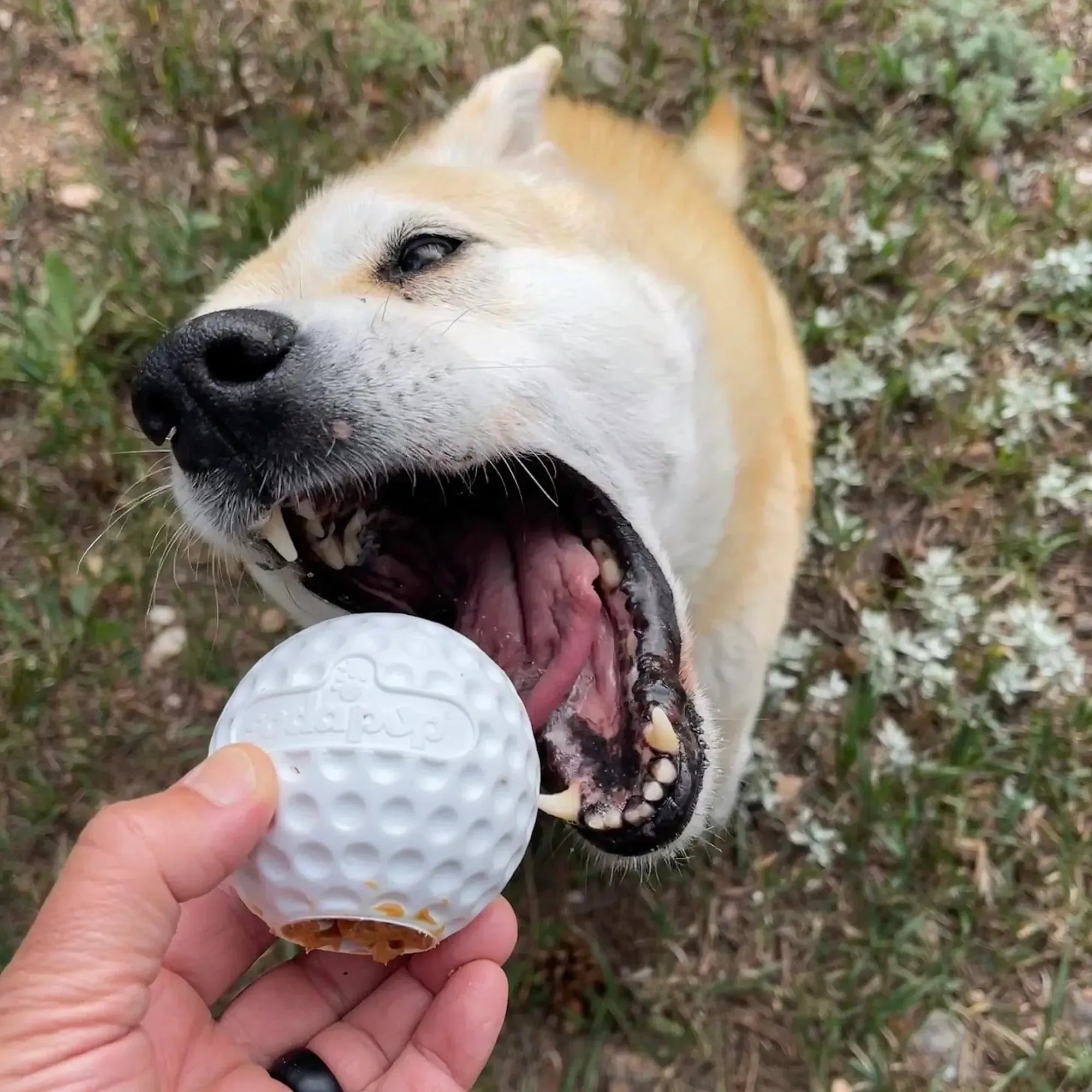 Golf Ball - Chew Toy & Treat Dispenser-Dog Toy-Rover Pet Products