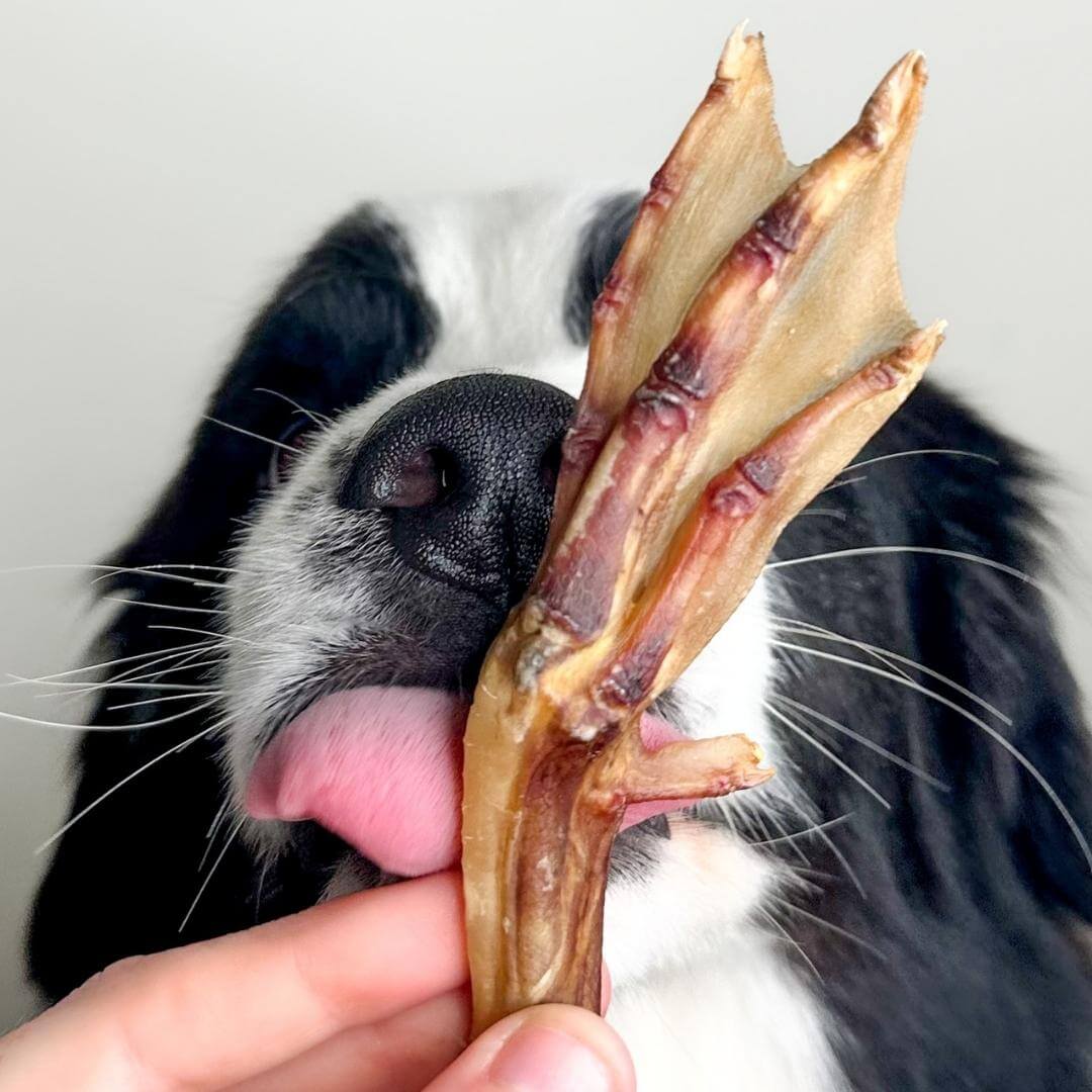 Gone Quackers - Duck Feet-Dog Treat-Rover Pet Products
