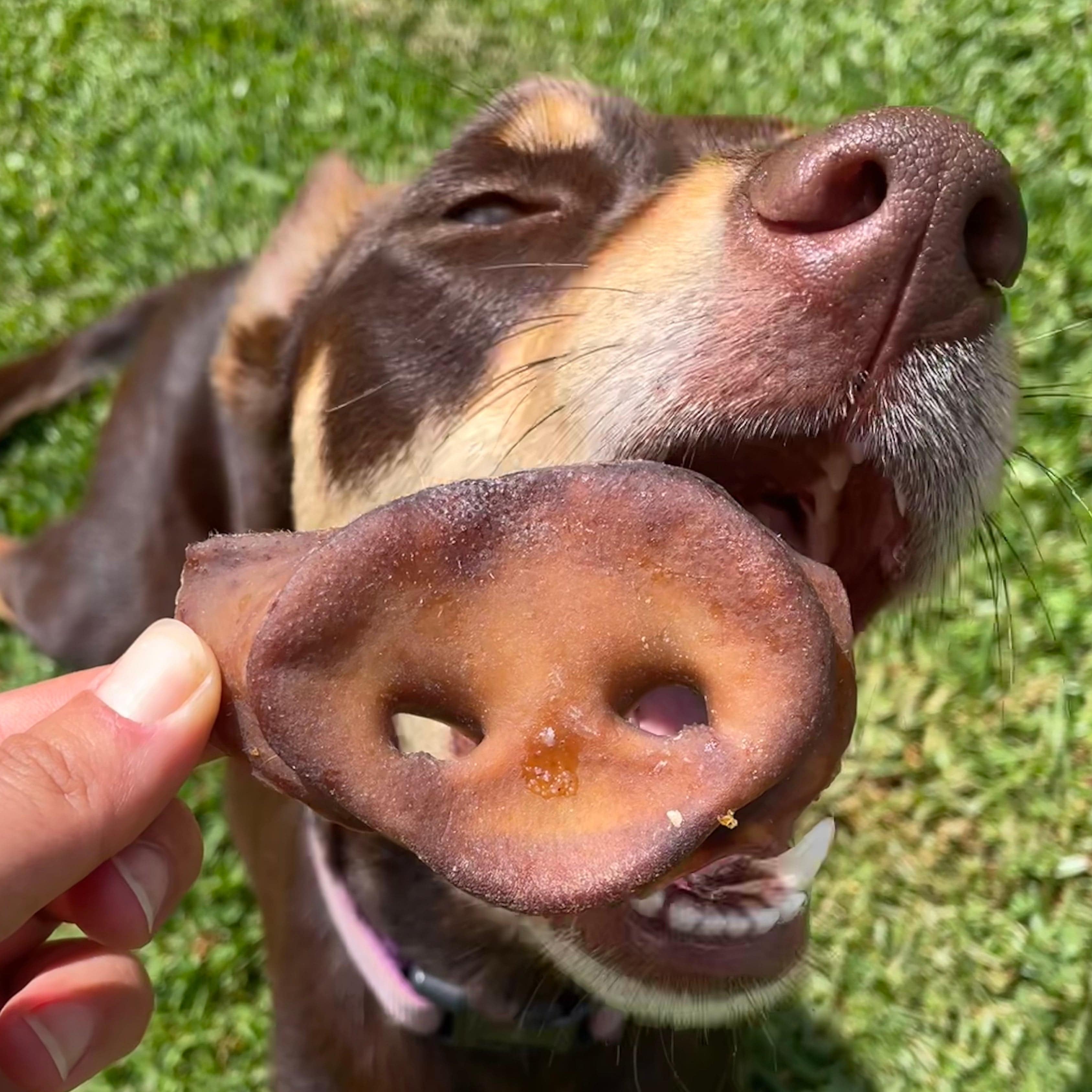 In the Trough - Pork Snouts-Dog Treat-Rover Pet Products