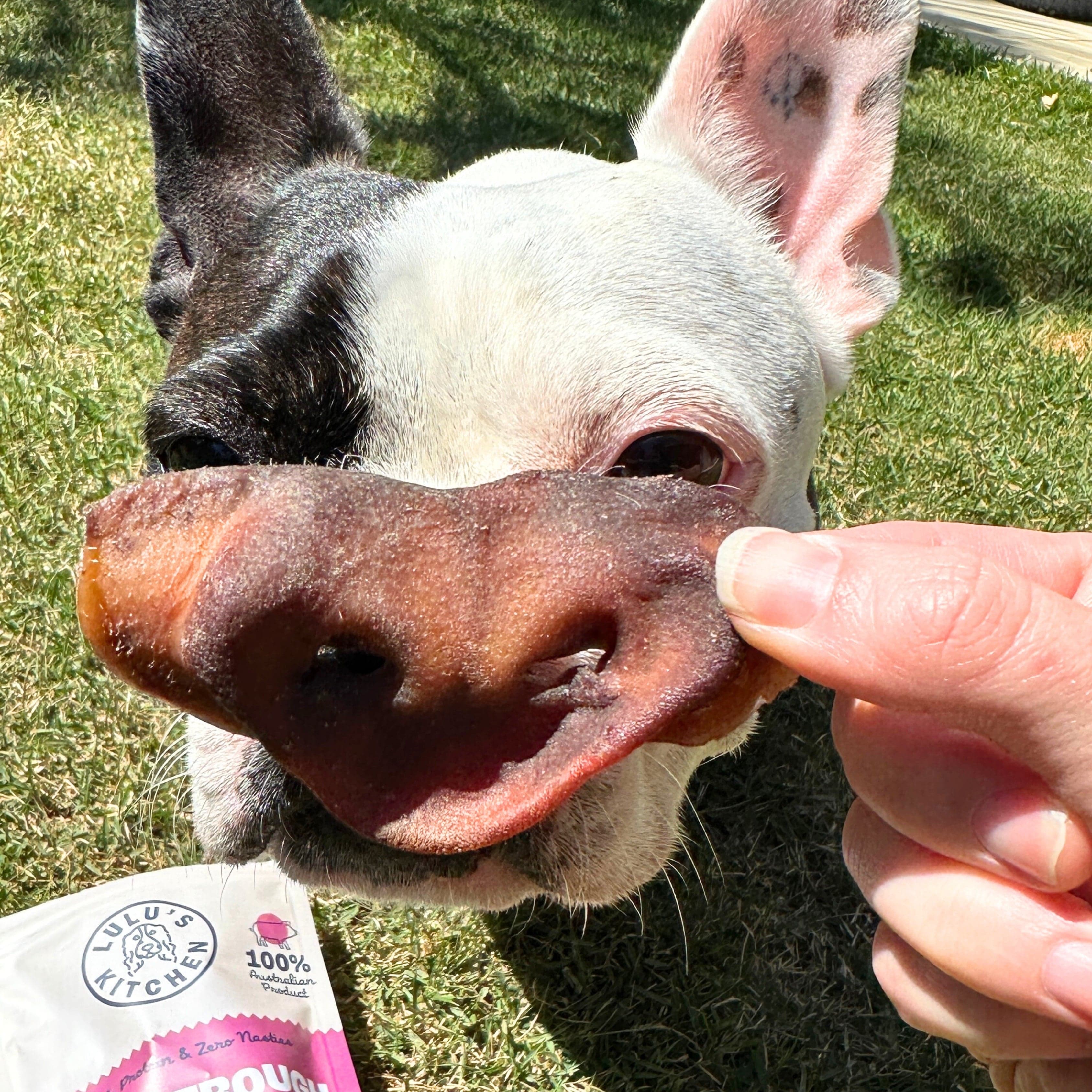 In the Trough - Pork Snouts-Dog Treat-Rover Pet Products