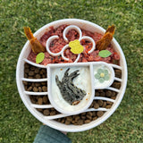 Java Design eBowl-Slow Feeder-Rover Pet Products