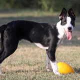 Jolly Egg-Rover Pet Products