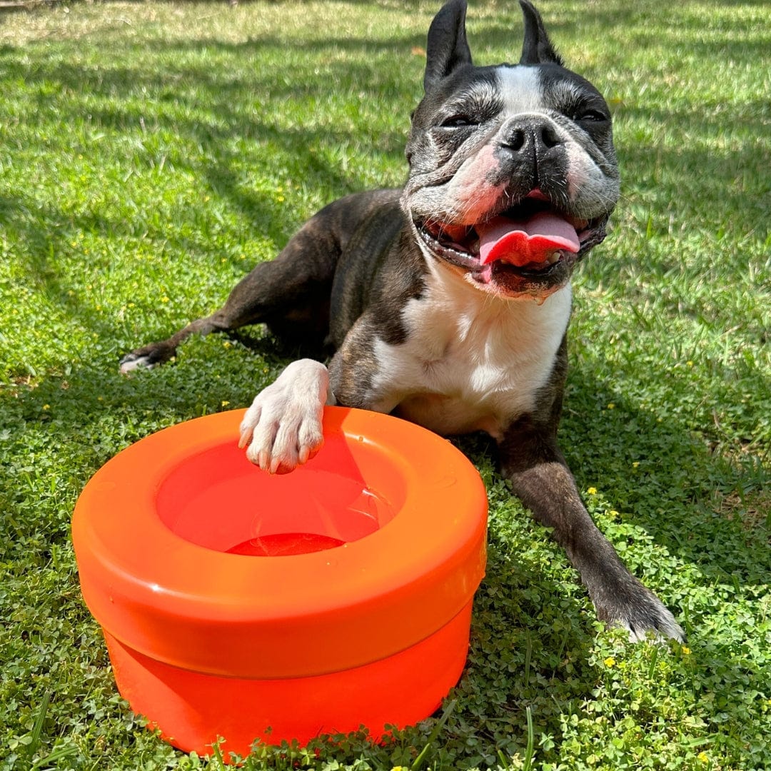 K9 Cruiserbowl - Round-Rover Pet Products