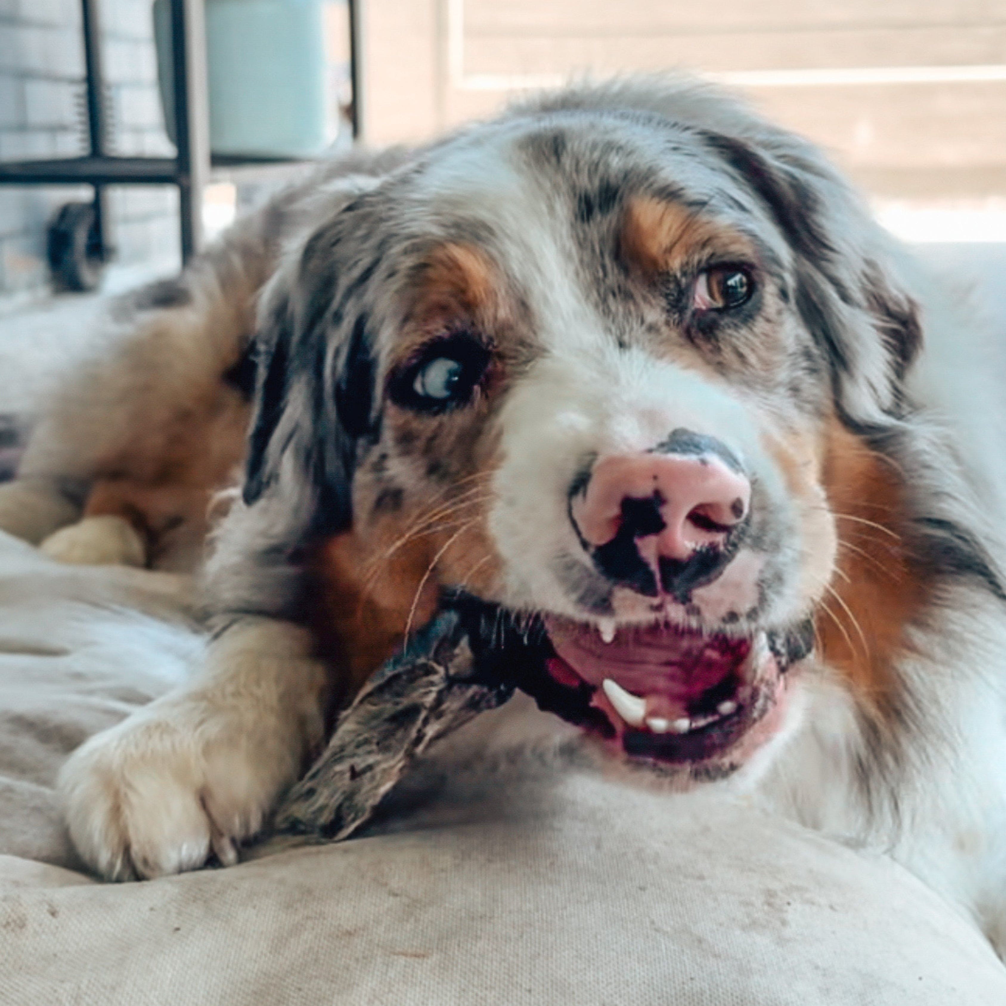 Kangaroo Ears (Furry)-Dog Treat-Rover Pet Products