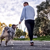 Leads-Dog Collar-Rover Pet Products