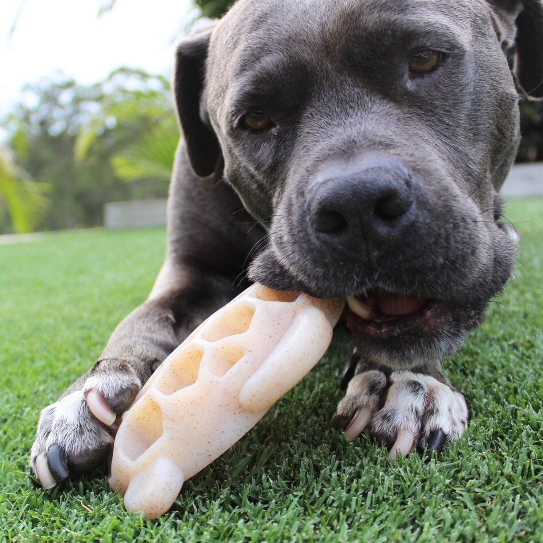 Nylon Turtle-Dog Toy-Rover Pet Products