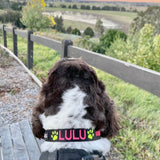 Originals-Dog Collar-Rover Pet Products
