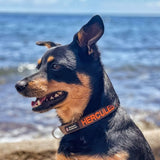 Originals-Dog Collar-Rover Pet Products