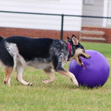 Push-n-Play-Rover Pet Products