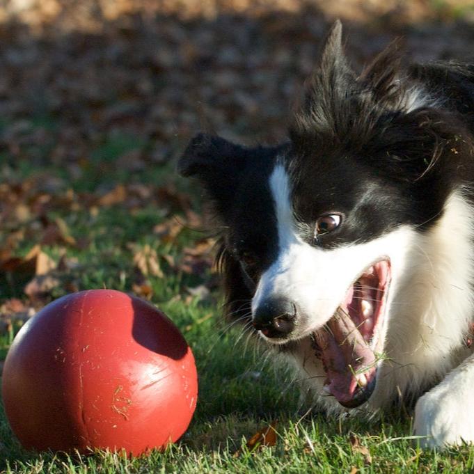 Push-n-Play-Rover Pet Products