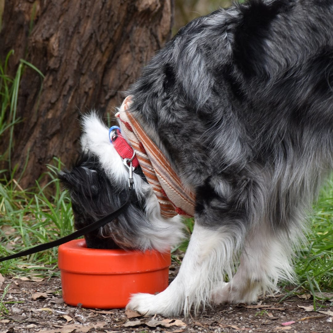 K9 Cruiserbowl - Round-Rover Pet Products