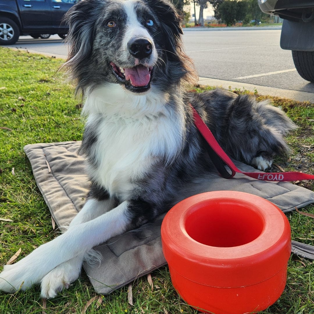 K9 Cruiserbowl - Round-Rover Pet Products