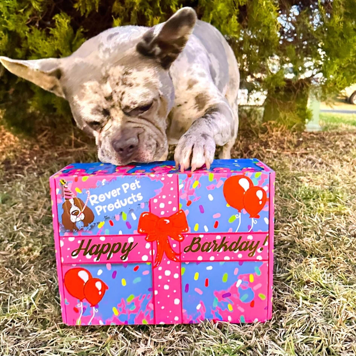 Birthday Box!-Rover Pet Products