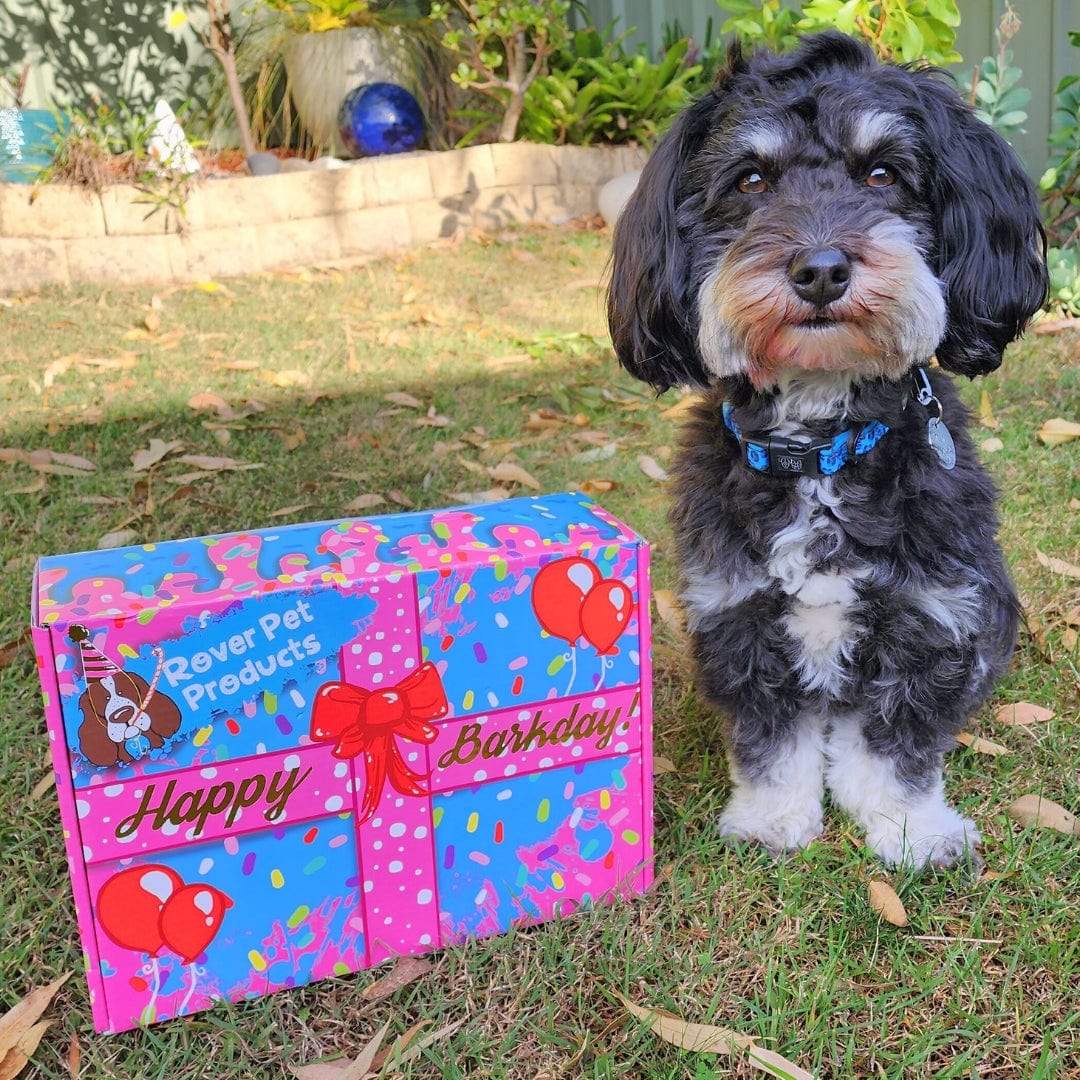 Birthday Box!-Rover Pet Products