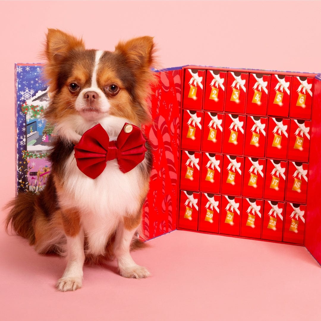 Doggy Christmas Advent Calendar 2024-Rover Pet Products