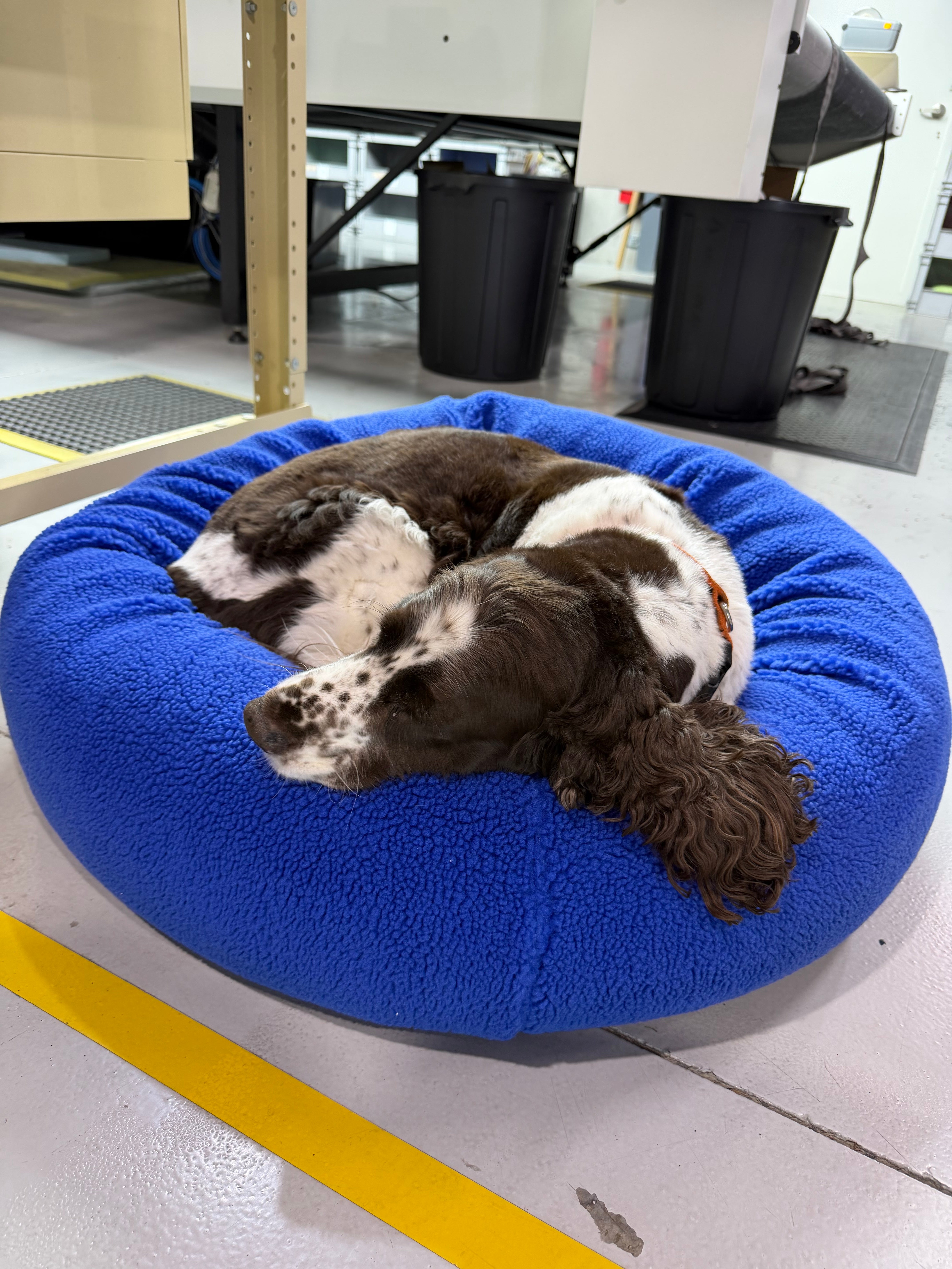 Kloud9 Teddy Blue Sherpa with dog - Dog Bed - Rover Pet Products