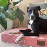 Luxury Dog Bed