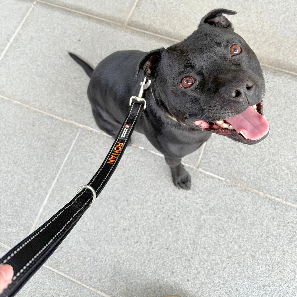 Training Leads-Unclassified-Rover Pet Products