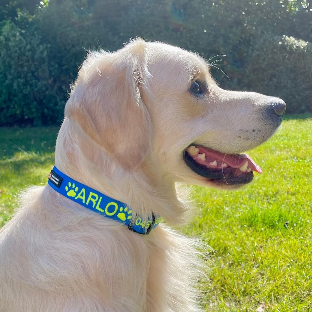 Originals-Dog Collar-Rover Pet Products