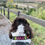 Originals-Dog Collar-Rover Pet Products