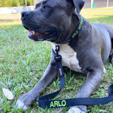Leads-Dog Collar-Rover Pet Products