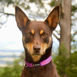 Aqua Dog-Dog Collar-Rover Pet Products
