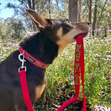 Aqua Dog-Dog Collar-Rover Pet Products