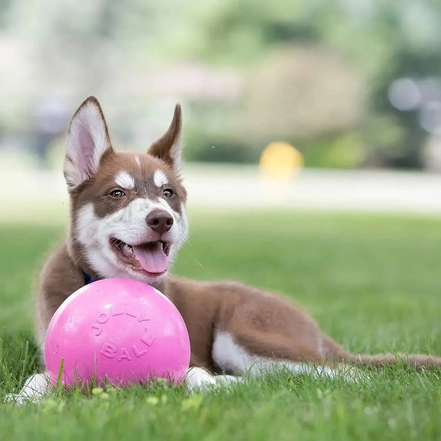 Bounce-N-Play-Rover Pet Products