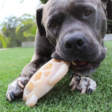 Nylon Turtle-Dog Toy-Rover Pet Products